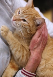 Odin, rescued 2015. Found wandering the streets of West Philadelphia, treated for illnesses at PAWS, and adopted to a loving home in South Philadelphia.