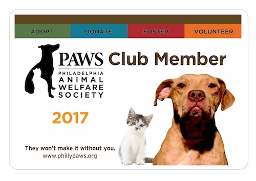 Paws Club Philadelphia Animal Welfare Society Paws