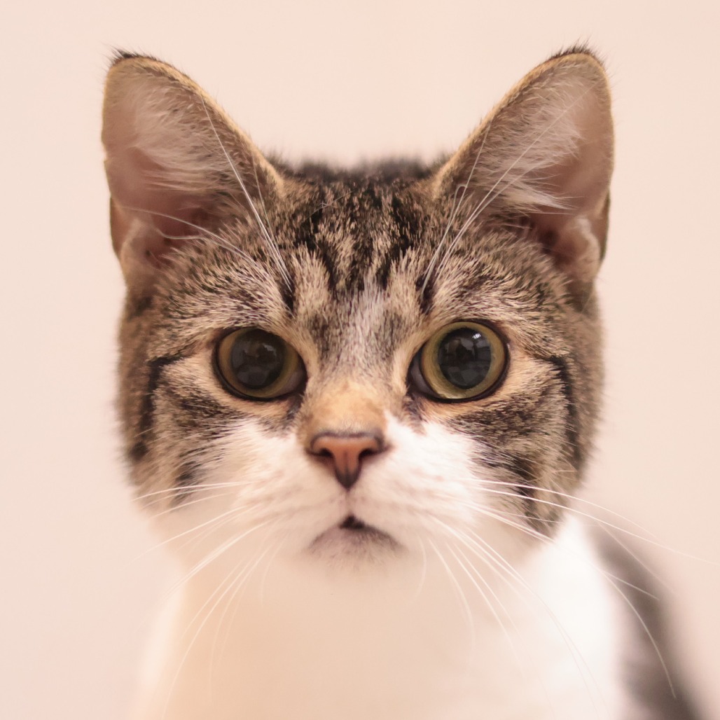 Bingo A56617