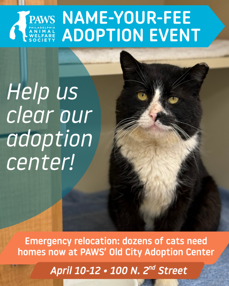 NAME-YOUR-FEE ADOPTION EVENT: Help us clear our Old City Adoption Center!