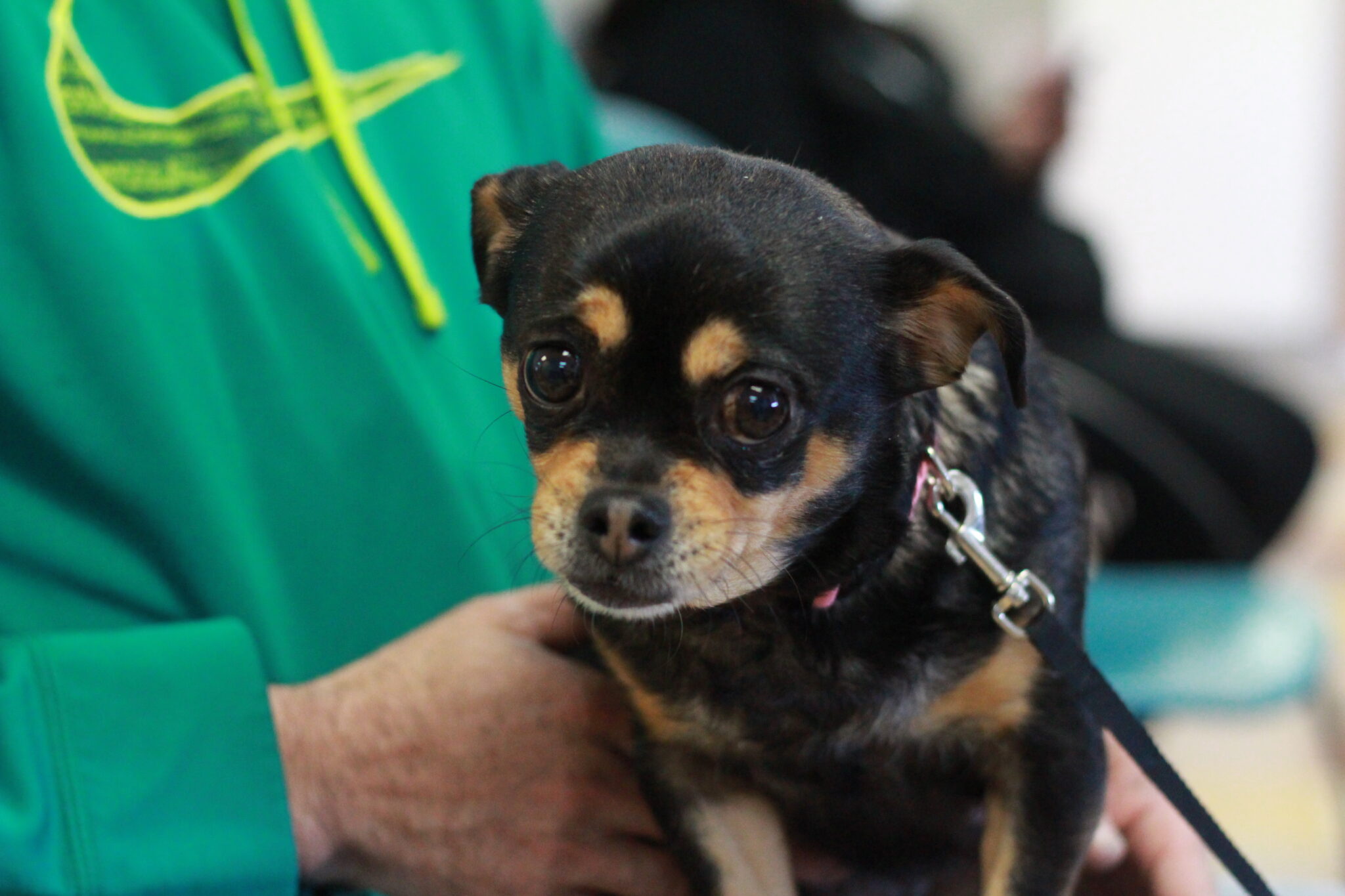 Partnership with Dogs Trust USA will Keep Families Together!