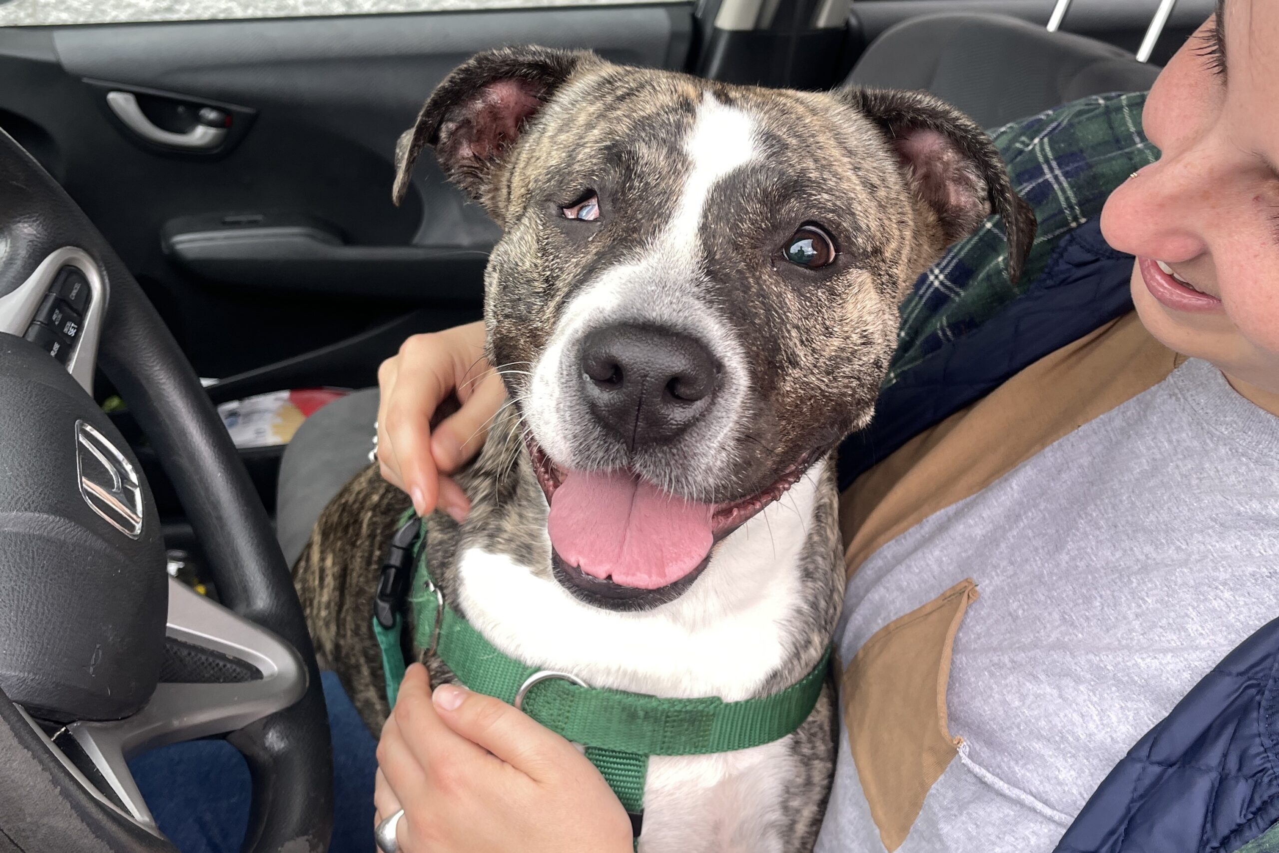 Dogs In Need of Foster Care