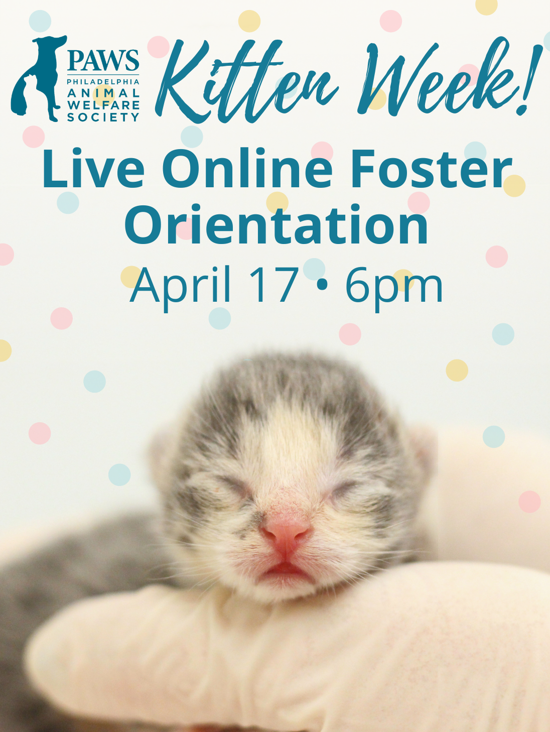 Kitten Week Live Online Foster Orientation