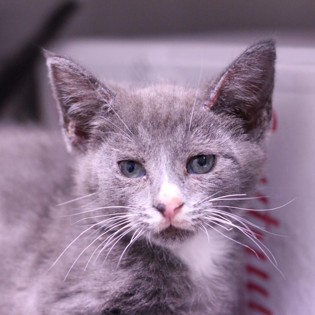 Cats In Need of Foster Care