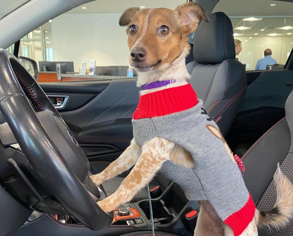 Dog Seat Belt  For Paws Philly