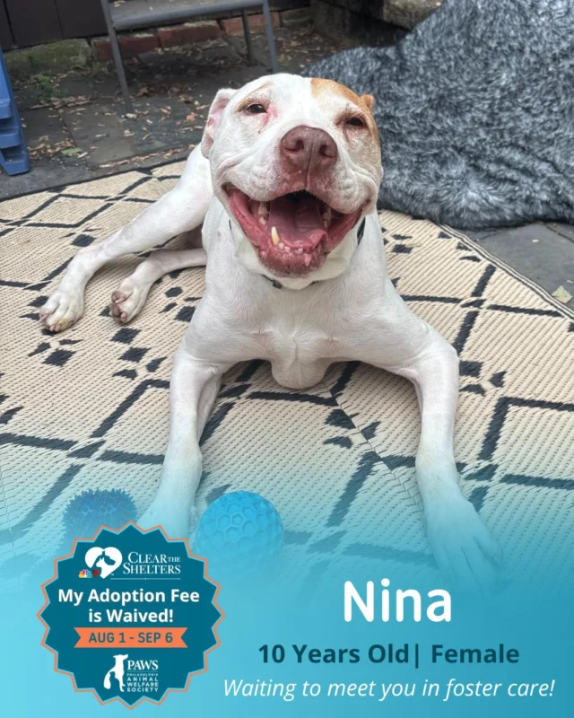 Where Can I Give My Dog for Adoption: Trusted Places to Help Pets