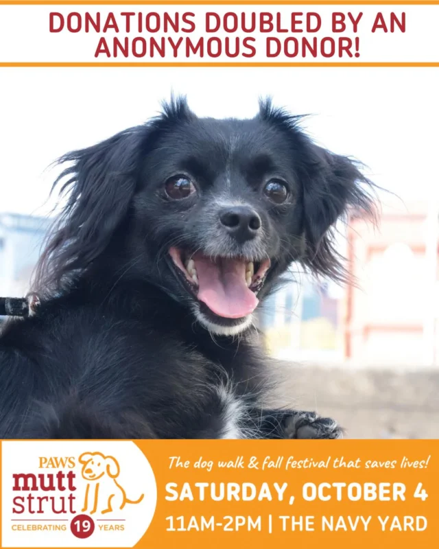 What is Foster Care for Dogs: Essential Guide to Saving Lives